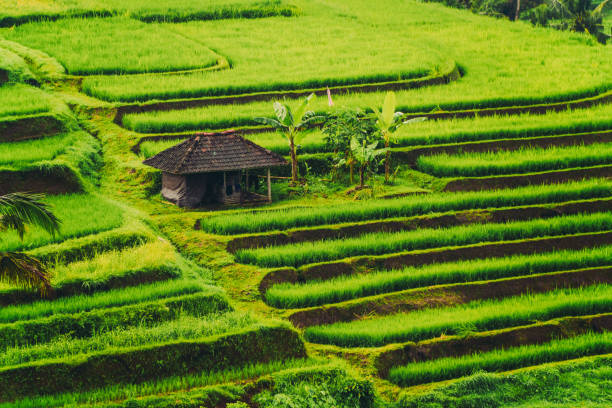 Morning View of Rice Terrace During the Sunrise