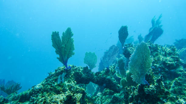 istock Underwater Reef in the Bahamas 856112340