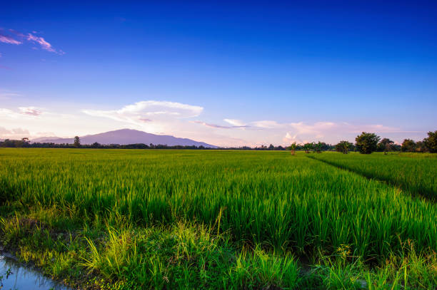 istock Landscape of Green Field and Beautiful sky 856118322
