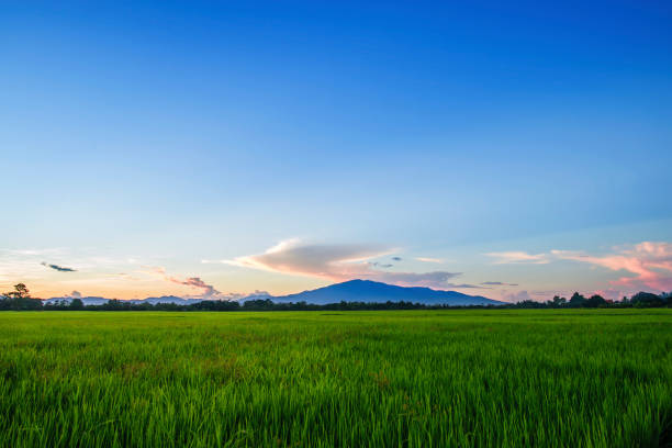 istock Landscape of Green Field and Beautiful sky 856118324