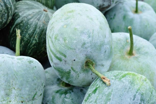 zucca di cera fresca vendita al mercato agricolo - white gourd foto e immagini stock