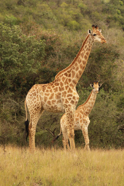 istock African Giraffe in the wild 856122858