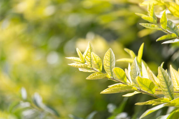 istock beautiful branch with leaves in nature 856125662