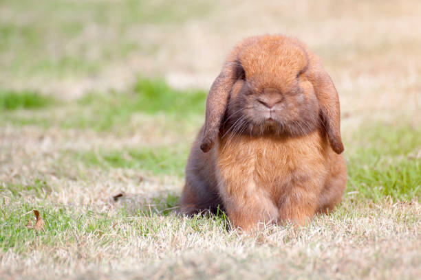 coniglio appena nato o coniglietto carino su erba verde. - rabbit hairy gray animal foto e immagini stock