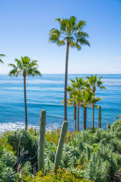 istock Beautiful Heisler Park, Laguna Beach, California 856126358