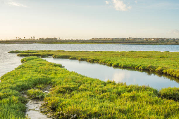 istock Bolsa Chica Wetlands, Huntington Beach 856126850