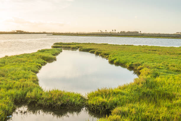 istock Bolsa Chica Wetlands, Huntington Beach 856126910