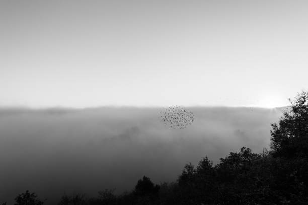 morze mgły wypełniające dolinę o zachodzie słońca, ze stadem ptaków latających - cliff mountain winter snow zdjęcia i obrazy z banku zdjęć