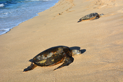 Two sea turtles on a beach