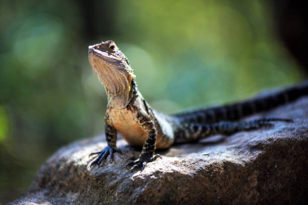 istock Lizard sitting on stone looking curious around the green nature 856133518