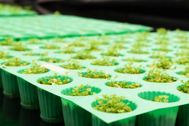 istock Hydroponic vegetables, Evaporative cooling system or Greenhouse for organic plant 856133604