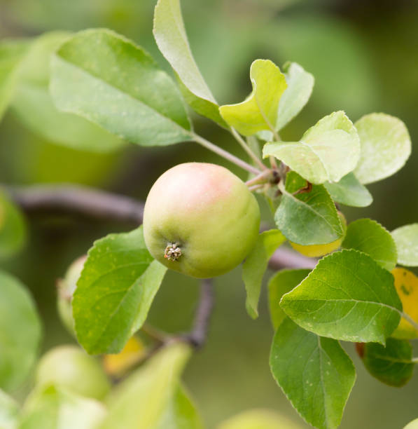 istock ripe apples on the tree in nature 856134160