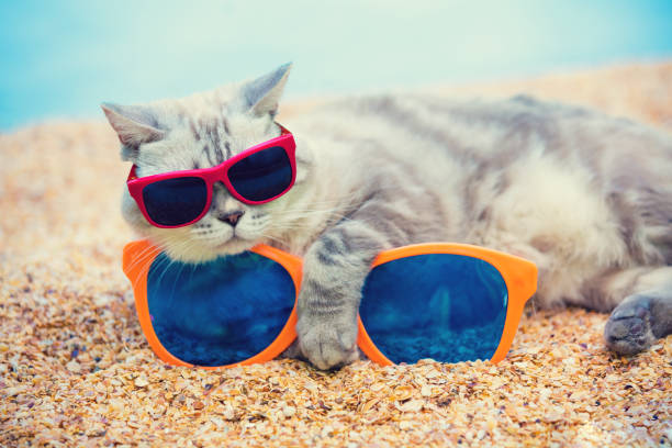 istock Cat wearing sunglasses with big sunglasses relaxing on the beach 856134408