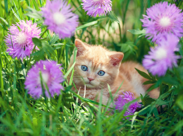 istock Cute little red kitten walks on the floral lawn 856134512