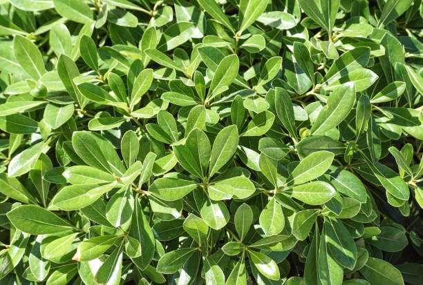 istock Green leaves texture background macro, False Hellebore toxic plant 856137144