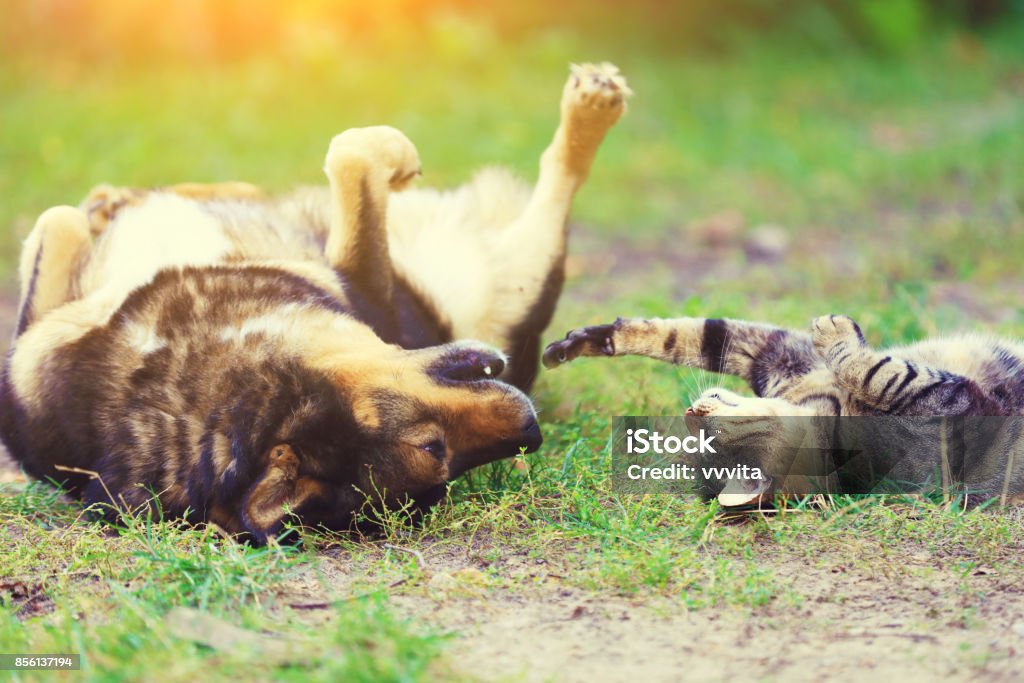 Perro y gato mejor amigos que juegan juntos al aire libre. Acostado boca arriba sobre la hierba. - Foto de stock de Perro libre de derechos