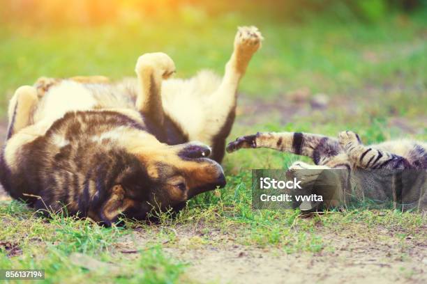 Perro Y Gato Mejor Amigos Que Juegan Juntos Al Aire Libre Acostado Boca Arriba Sobre La Hierba Foto de stock y más banco de imágenes de Perro