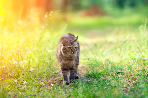istock Siberian cat walks along the path in the forest 856137364