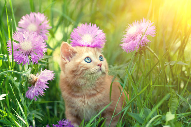 istock Cute little red kitten walks on the floral lawn 856137504