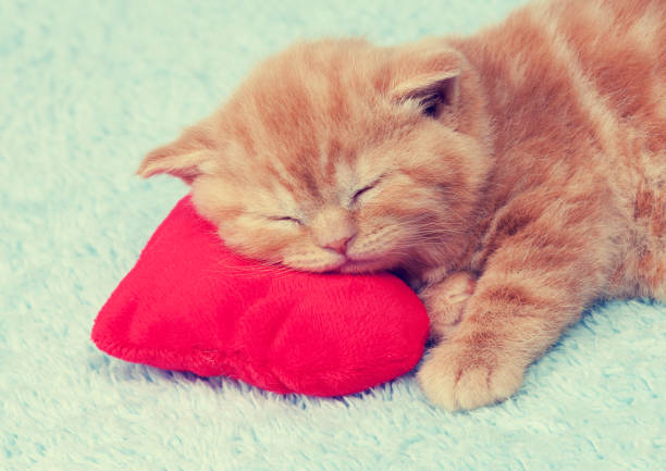 istock Red-haired kitten is sleeping on a red heart-shaped pillow 856137550