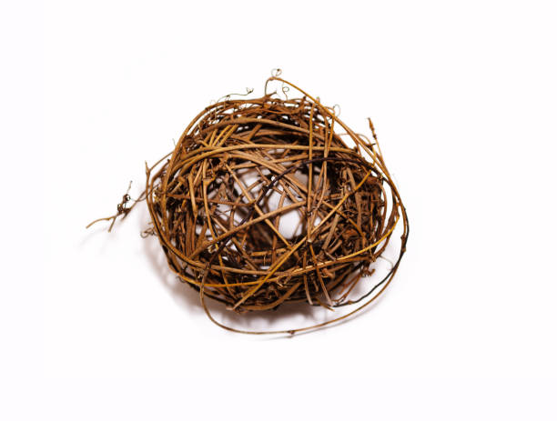 istock Ball of twigs on a white background 856138490
