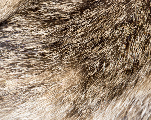istock background of the dog's coat 856142054