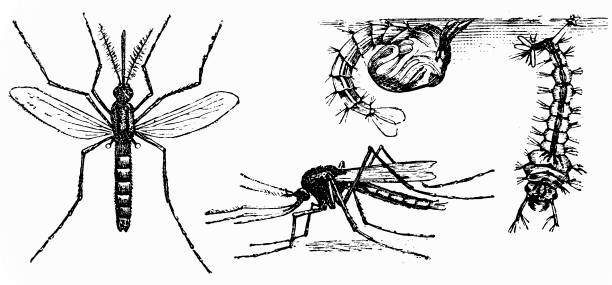 ilustrações de stock, clip art, desenhos animados e ícones de common house mosquito (culex pipiens) - caterpillar isolated white background insect