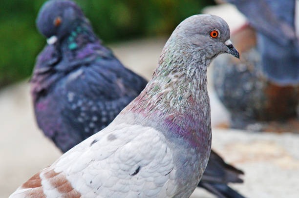 istock Pigeons among the cityscape 856148680
