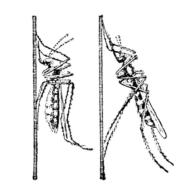 ilustrações de stock, clip art, desenhos animados e ícones de mosquito - caterpillar isolated white background insect