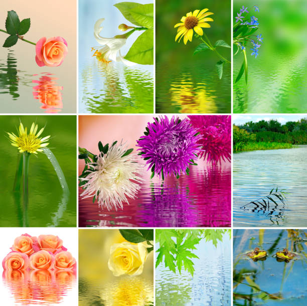 istock image of many flower over the water close up 856152918
