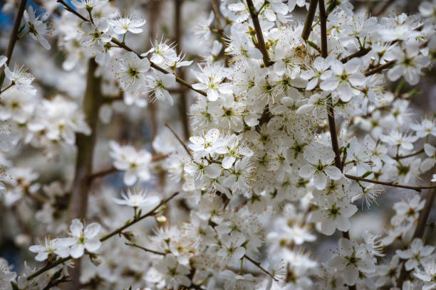 istock Beautiful white blooming flowers on the tree during the spring in England 856153034