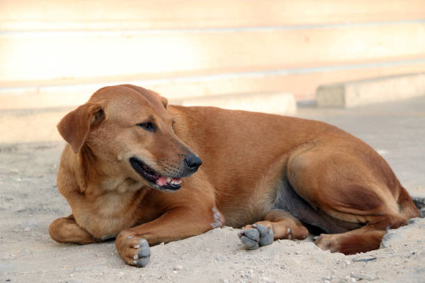 tajski brązowy bezpański pies leżący na podłodze i szukający czegoś. - dog lying down tired street zdjęcia i obrazy z banku zdjęć