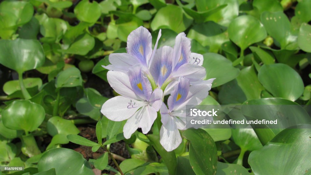 Jacinto Flor Salvaje Agua Planta Azul Morado Verde Color Blanco Deja Río Estanque Entorno De Musgo Natural Puro Majestuoso Solo De Grupo De Hermoso Paisaje Foto de stock y más banco de Jacinto Flor Salvaje Agua Planta Azul Morado Verde Color Blanco Deja Río Estanque Entorno De Musgo Natural Puro Majestuoso Solo De Grupo De Hermoso Paisaje Foto de stock y más banco de