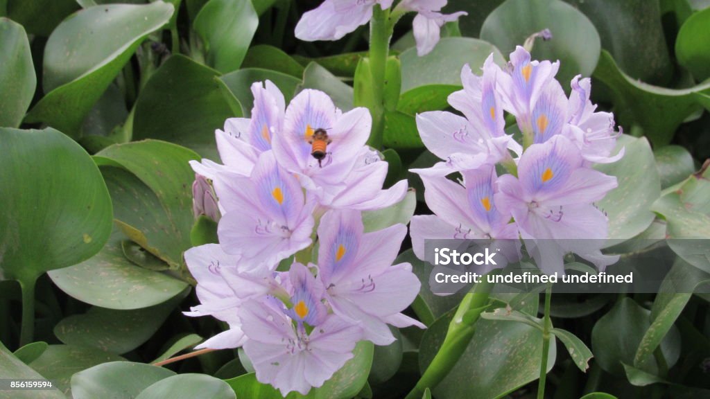 Jacinto Flor Salvaje Agua Planta Azul Morado Blanco Gren Color Deja Río Estanque Entorno De Musgo Natural Puro Majestuoso Solo De Grupo De Hermoso Paisaje Foto de stock y más banco de Jacinto Flor Salvaje Agua Planta Azul Morado Blanco Gren Color Deja Río Estanque Entorno De Musgo Natural Puro Majestuoso Solo De Grupo De Hermoso Paisaje Foto de stock y más banco de