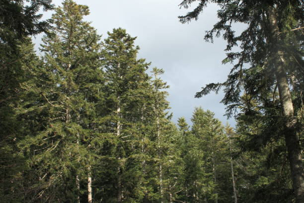 istock Forest of silver fir tree in Pyrenees 856160056