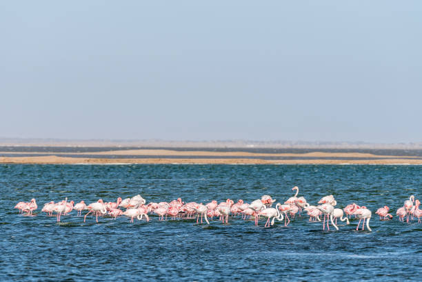 istock Lesser and greater flamingos feeding in lagoon at Walvis Bay 856162628