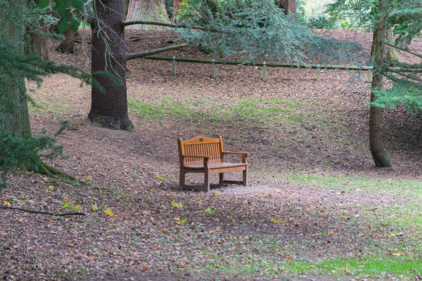 istock a solitrary wooden bench chair. 856164202