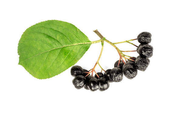 istock Chokeberry berries cut out on a white background 856167008