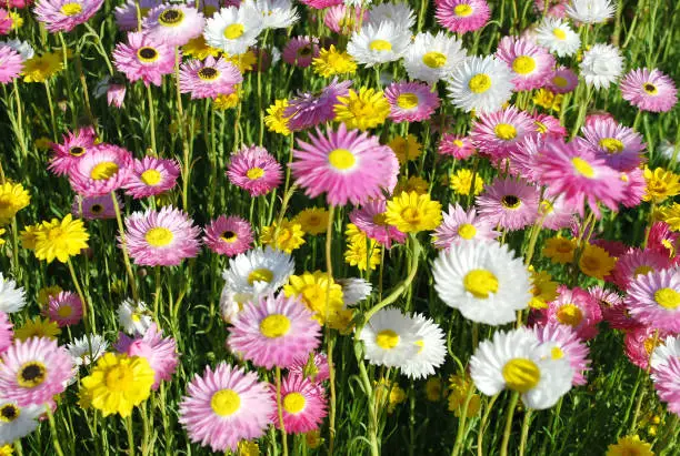 Australian native Paper-Daisy flowers in yellow, pink and white
