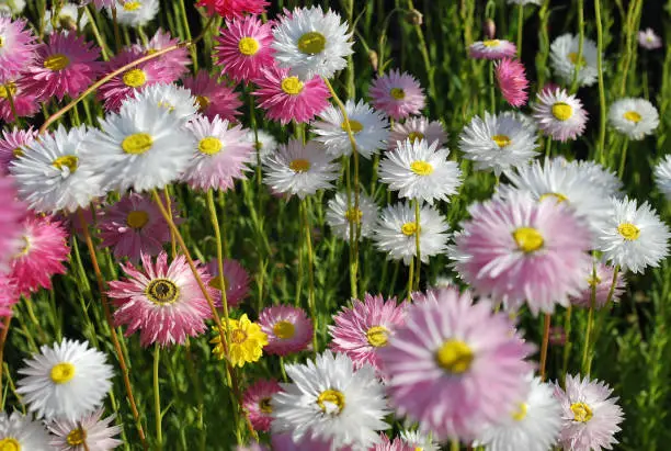 Close up of pink and white everlasting daisies showing yellow eye and delicate petals at the sunset