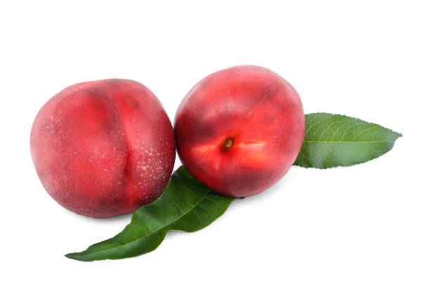 świeże jasnoczerwone brzoskwinie ze świeżymi liśćmi, letnie słodkie owoce na smaczne dania odizolowane na białym tle. - nectarine fruit full length cross section zdjęcia i obrazy z banku zdjęć