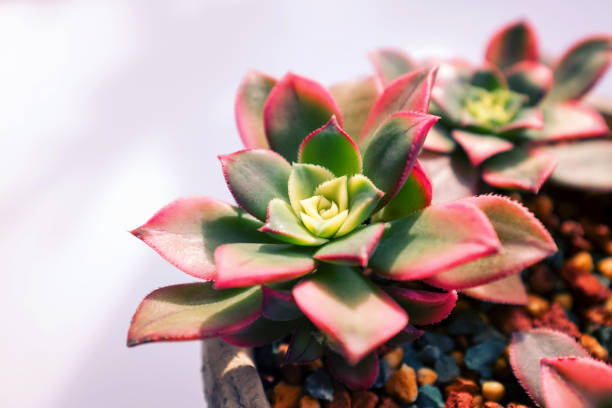 Close up of succulent plants backgruond Close up of succulent plants backgruond echeveria stock pictures, royalty-free photos & images