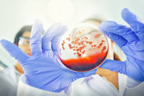 азиатские ученые, работающие в лаборатории пример болезней - microbiology стоковые фото и изображения