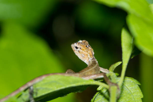 istock Chameleon with water drops on head after heavy rain 856181808