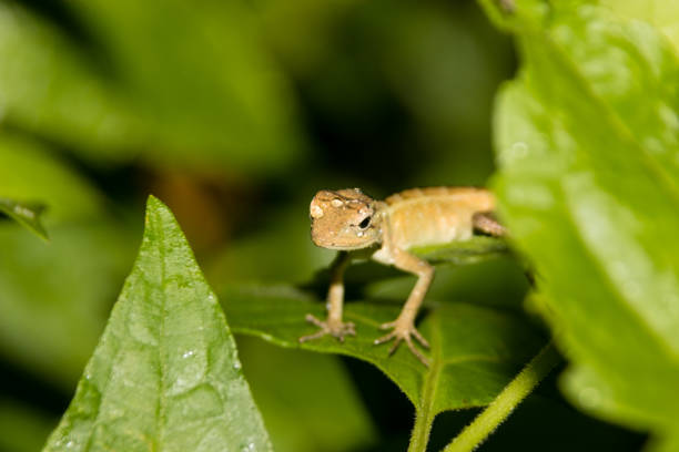 istock Chameleon with water drops on head after heavy rain 856181894