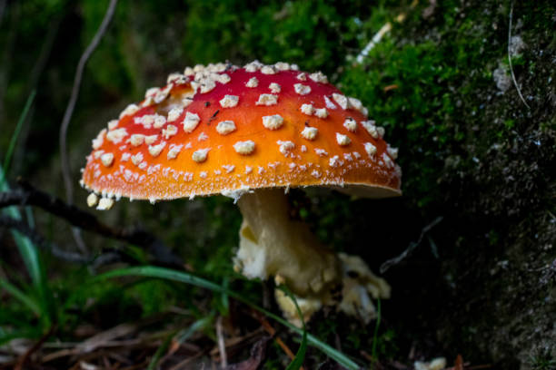 istock Norway close to Oslo, fly agaric with dark green grass in the background 856184332
