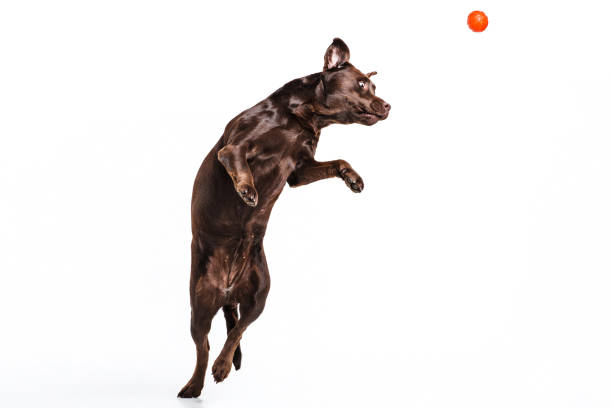 istock The black Labrador dog playing with ball isolated on white 856185776
