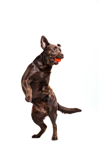 The black Labrador dog playing with ball isolated on white A portrait of a black Labrador dog playing with ball isolated on white background. the black ball stock pictures, royalty-free photos & images