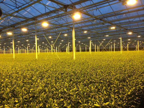 istock Lily greenhouse in Moerkapelle 856196760