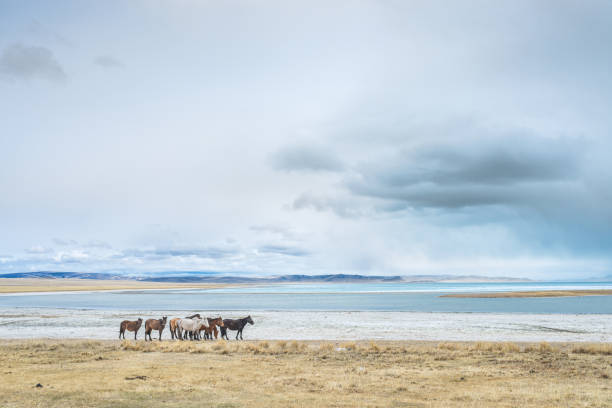 istock amazing lake with horses on shore 856197208